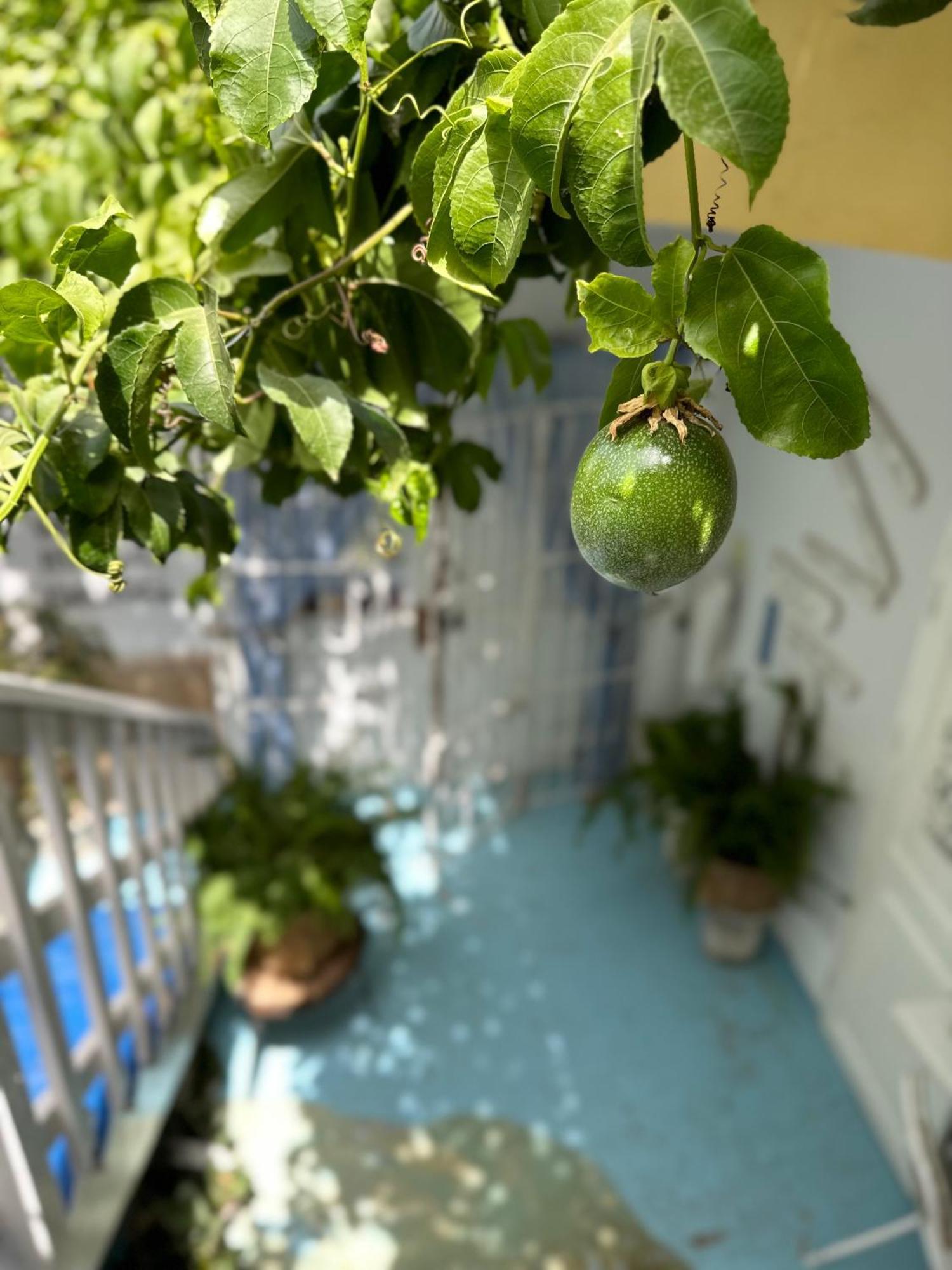 B&B Mi Ma Bo, Sal Rei, Boa Vista, Cape Verde, Free Wi-Fi Exterior foto